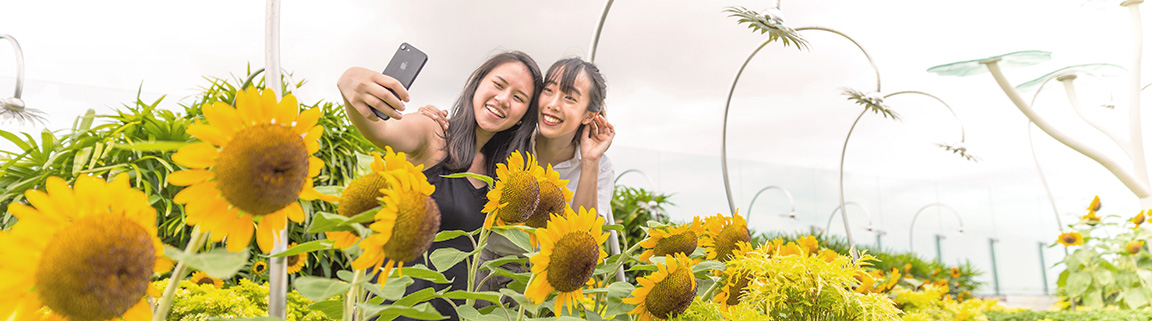 Sunflower Garden